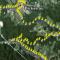 Moped-Ortsrunde (43 kByte)