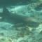 Wer lauert hier wem auf den Tobago Cays (25 kByte)
