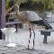 Storch-Barbecue (36 kByte)